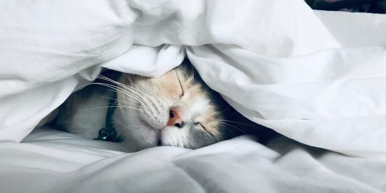 Sleep & Calm